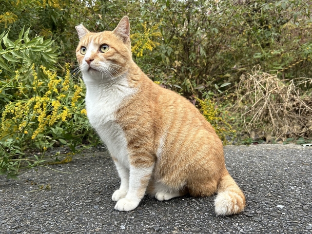 香川県の猫探しに強いプロのペット探偵 | ペット探偵ラクヤス