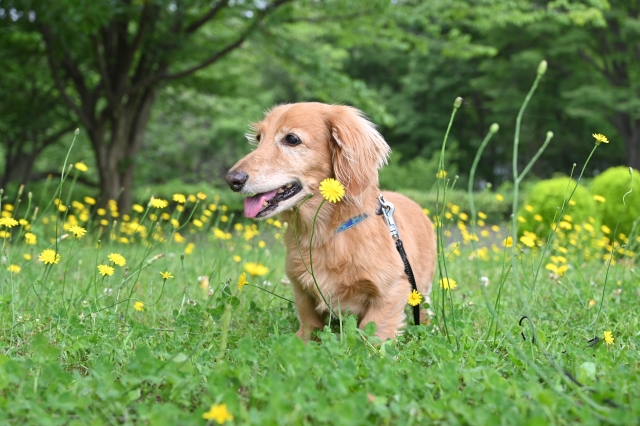 大和市の犬が迷子になった時の相談先 | ペット探偵ラクヤス