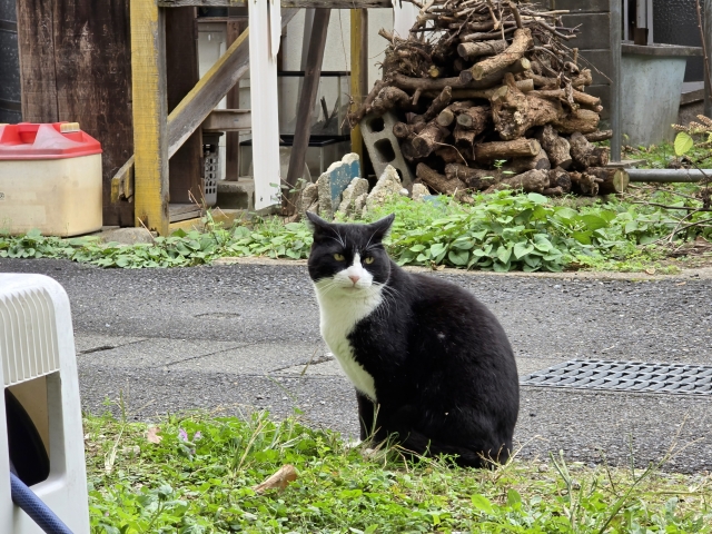 鹿児島県の猫が迷子になった時の相談先 | ペット探偵ラクヤス