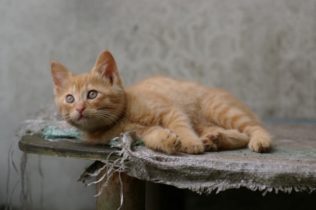 群馬県の猫探偵|迷子猫・脱走猫の捜索
