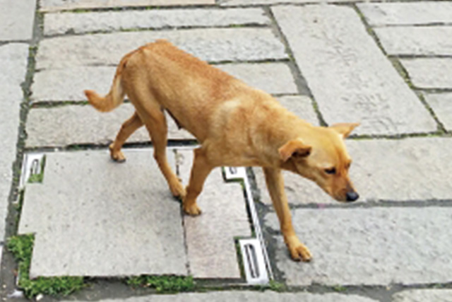 長野県の犬探しに強いプロのペット探偵