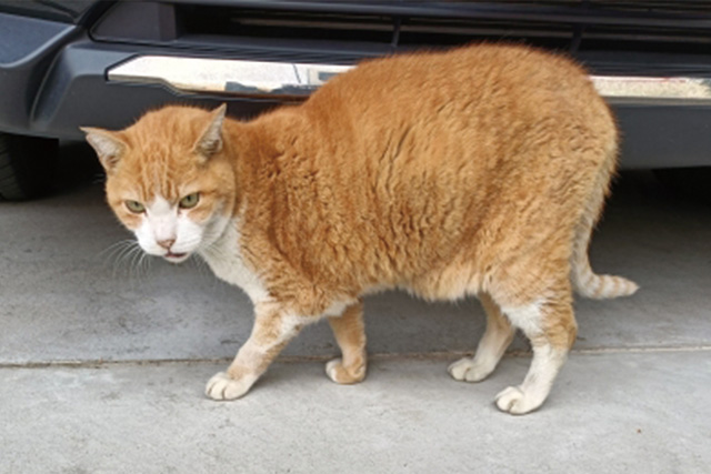 香川県の猫が迷子になった時の相談先