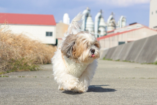 江戸川区の犬が迷子になった時の相談先