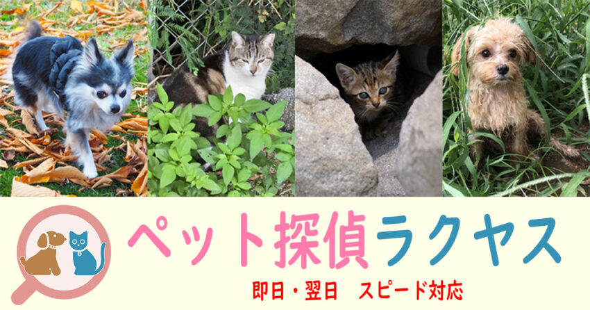 群馬県のペット探偵